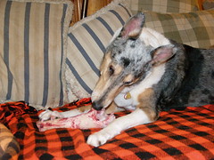 Lucy Chewing a Bone