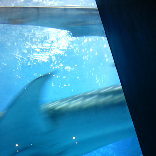 【写真】Whale Shark [ Kunigami District / Okinawa ]