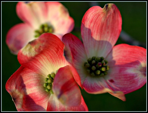 Pink Dogwood Flowers Pictures 