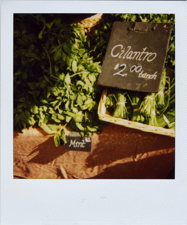 may17: cilantro