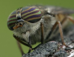 Female horse fly