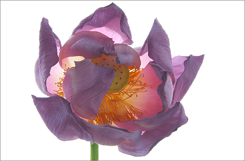 Close up of a Lotus Flower - IMG_1081 - , ハスの花, 莲花, گل لوتوس, Fleur de Lotus, Lotosblume, कुंद, 연꽃, yoga,