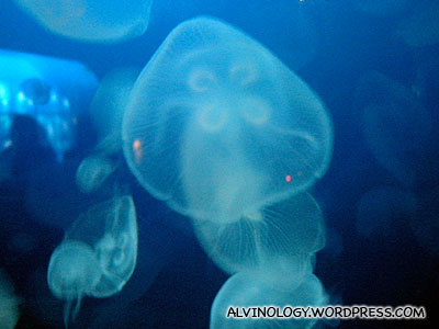 Translucent ghostly looking jellyfish