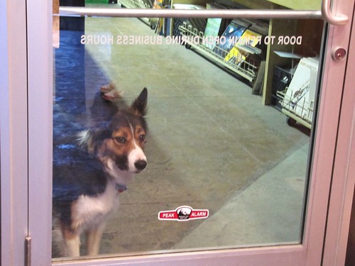 record shop dog