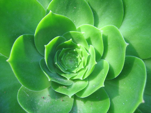 Cactus Garden - Succulent