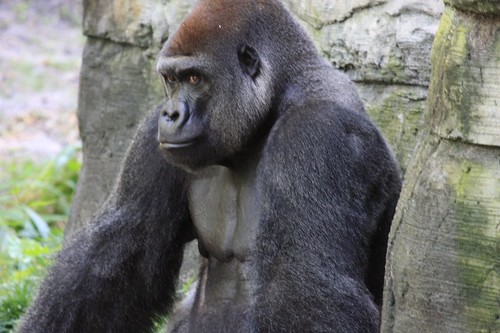 gorillas pictures