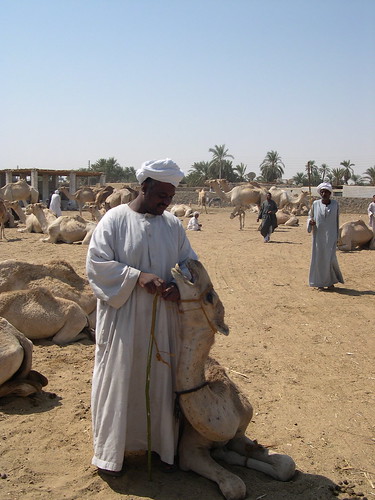 Camel Seller Showing His Wares ©  upyernoz