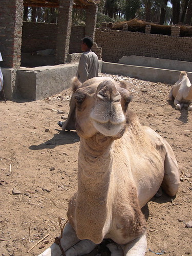 Cute Camel ©  upyernoz