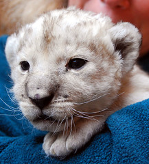 Baby white lions by floridapfe