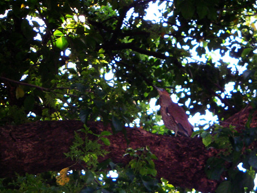 路上發現的黑冠麻鷺好大隻 http://www.flickr.com/photos/anchime/2364825113/