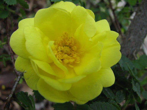 old yellow rose