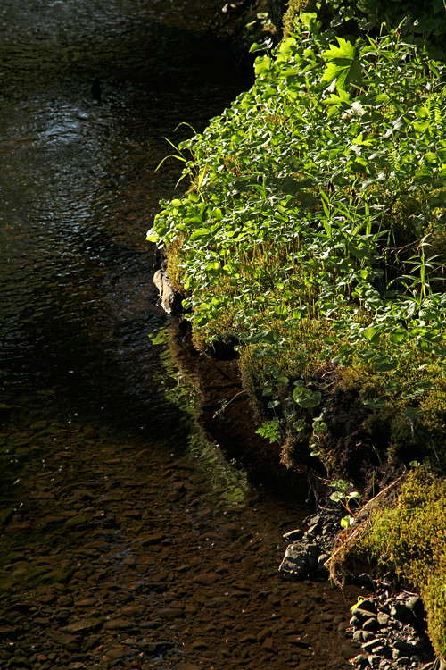 sunlight on the bank of Son-i-Hat Creek, Kasaan, Alaska