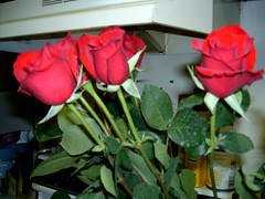 Anniversary roses :)