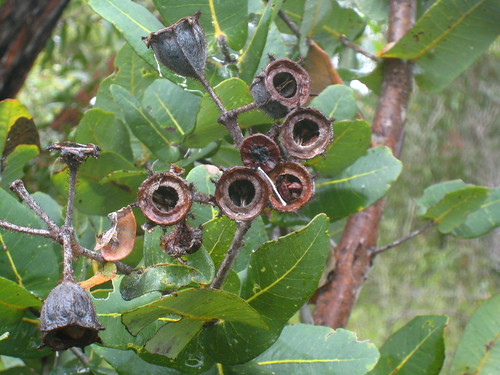 Nuts from Angophora hispida IMG_7012