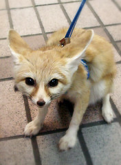 Fennec Fox by tanakawho