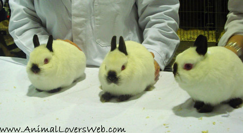 neverland dwarf rabbits. Netherland Dwarf Rabbits