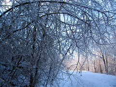 saplings bend under ice