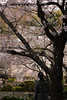 散りゆく季節の桜吹雪