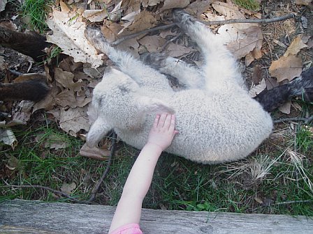 Petting the baby lamb
