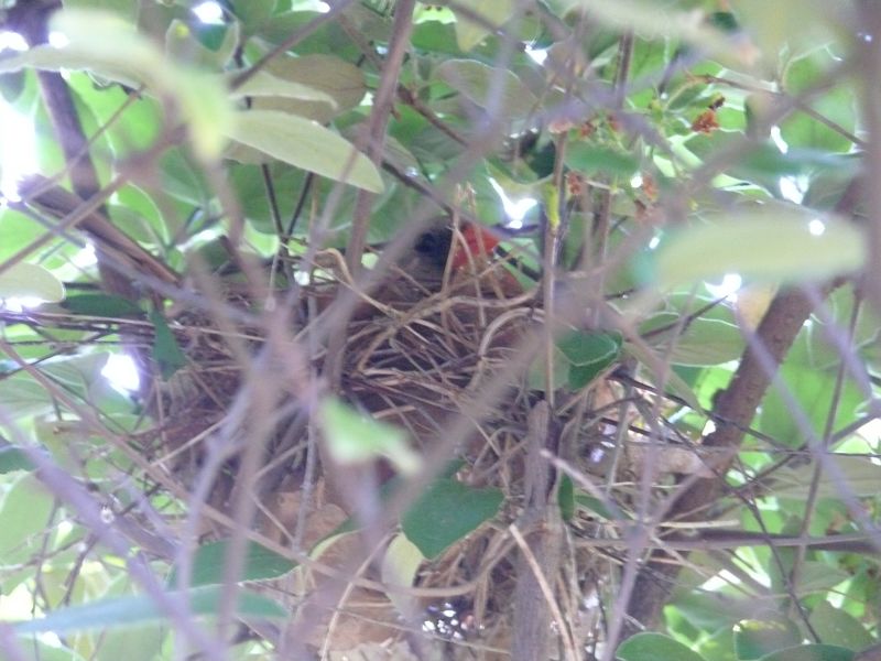 mama cardinal on her nest in the lilac bush