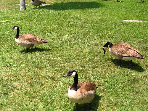Geese at Hollywood Forever (2)