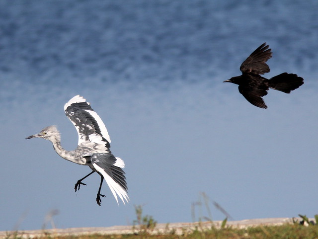 Grackle chasing Little Blue Heron 20110529