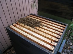 Beekeeping 2714
