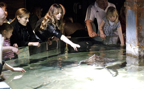 London Aquarium 10.jpg