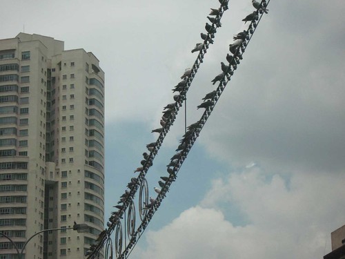 Pigeons in Brickfields, Kuala Lumpur