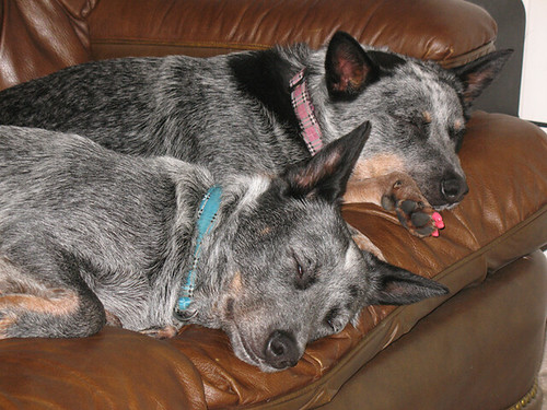 Dogs Couch Sleepin' (close up)