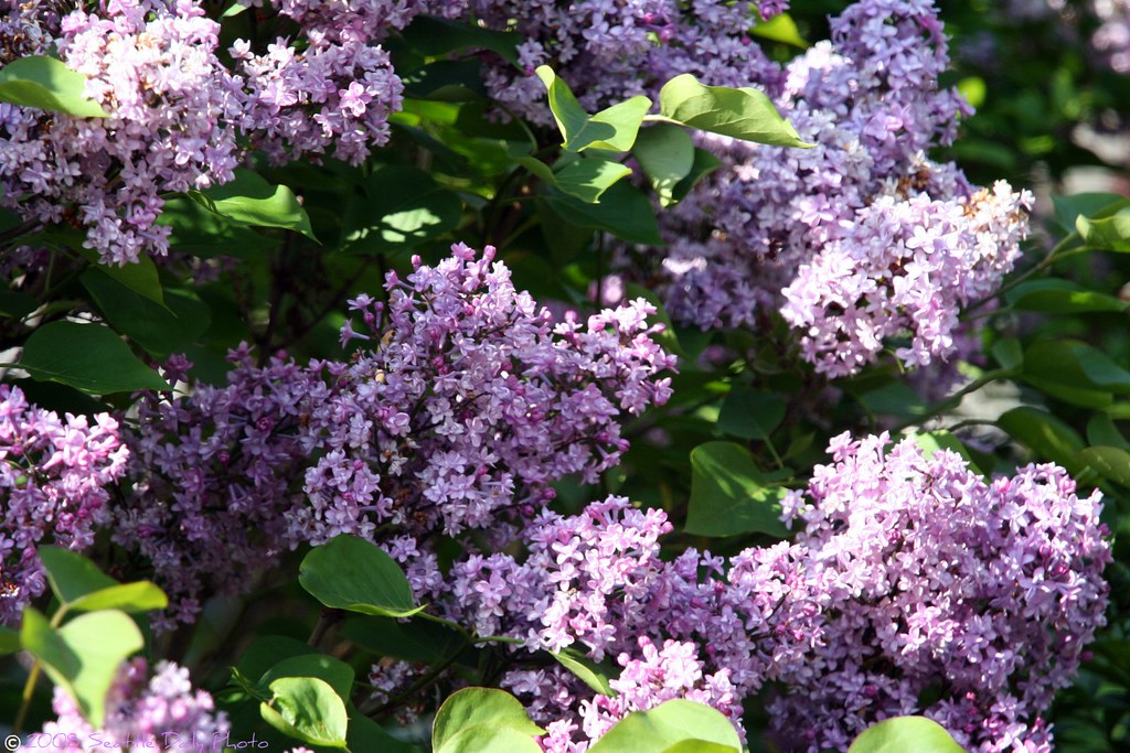 The Lilacs Are in Full Bloom, Billy