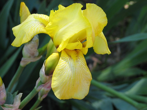 old yellow iris