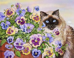 "Ragdoll and Pansies" AER70
by A E Ruffing Ragdoll Cat