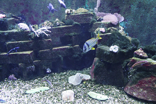 MODS fish tank