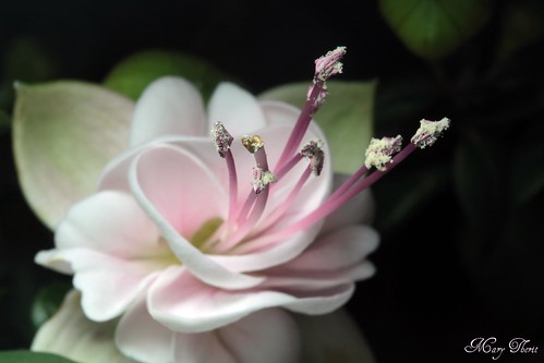 Soft Fuscia Blossom Macro
