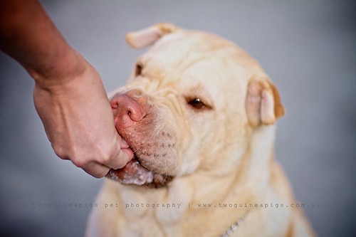Yum Lucy the Shar Pei by twoguineapigs pet photography dog photographer