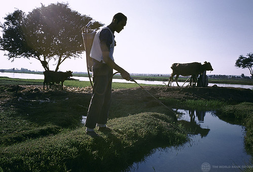 在尼羅河水仍然相對充裕的三角洲南部地區，農民們對氣候變化所知甚少。但那些北方的農民卻已經痛苦地意識到隱藏在他們的土地死亡背後的科學道理。