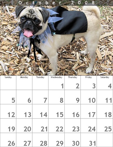 funny pics of pugs. funny *SMILING PUG* COLOR