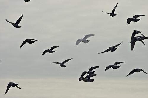 Rock doves (pigeons)