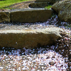 Parc de Maulévrier - Escaliers et pétales de cerisiers