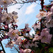 Parc de Maulévrier - Fleurs de cerisier