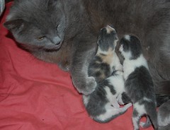 Tootsie with her 1 day old brood