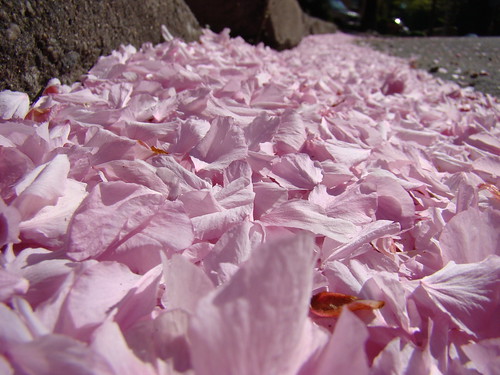 a blanket of petals