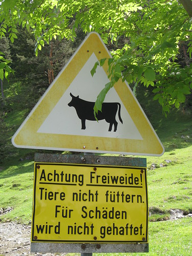 Beware of Cows