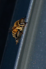 First Bee DSC_3872 by Mully410 * Images