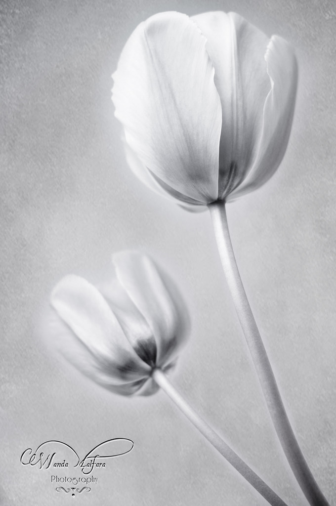flowers tulips 049 blog
