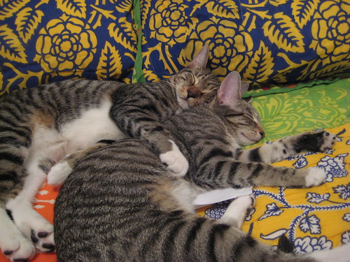 sweet sleepy kitties