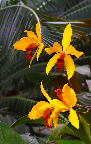 Missouri Botanical Gardens, in Saint Louis, Missouri - yellow flowers