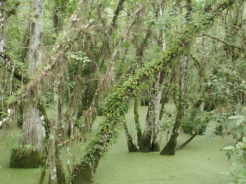 Everglades.JPG