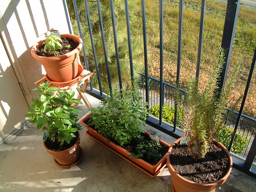 Herb Garden as of 4-24